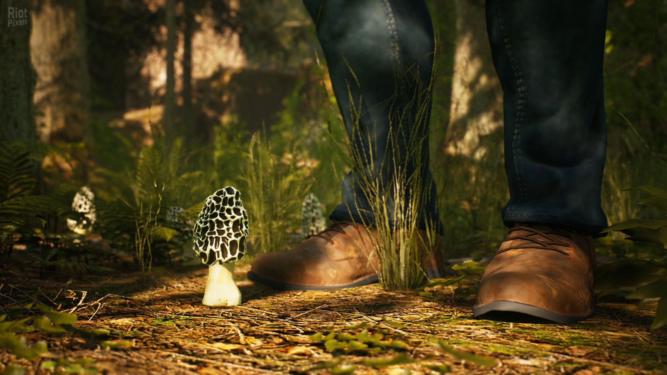 [7]-Morels: The Hunt Download