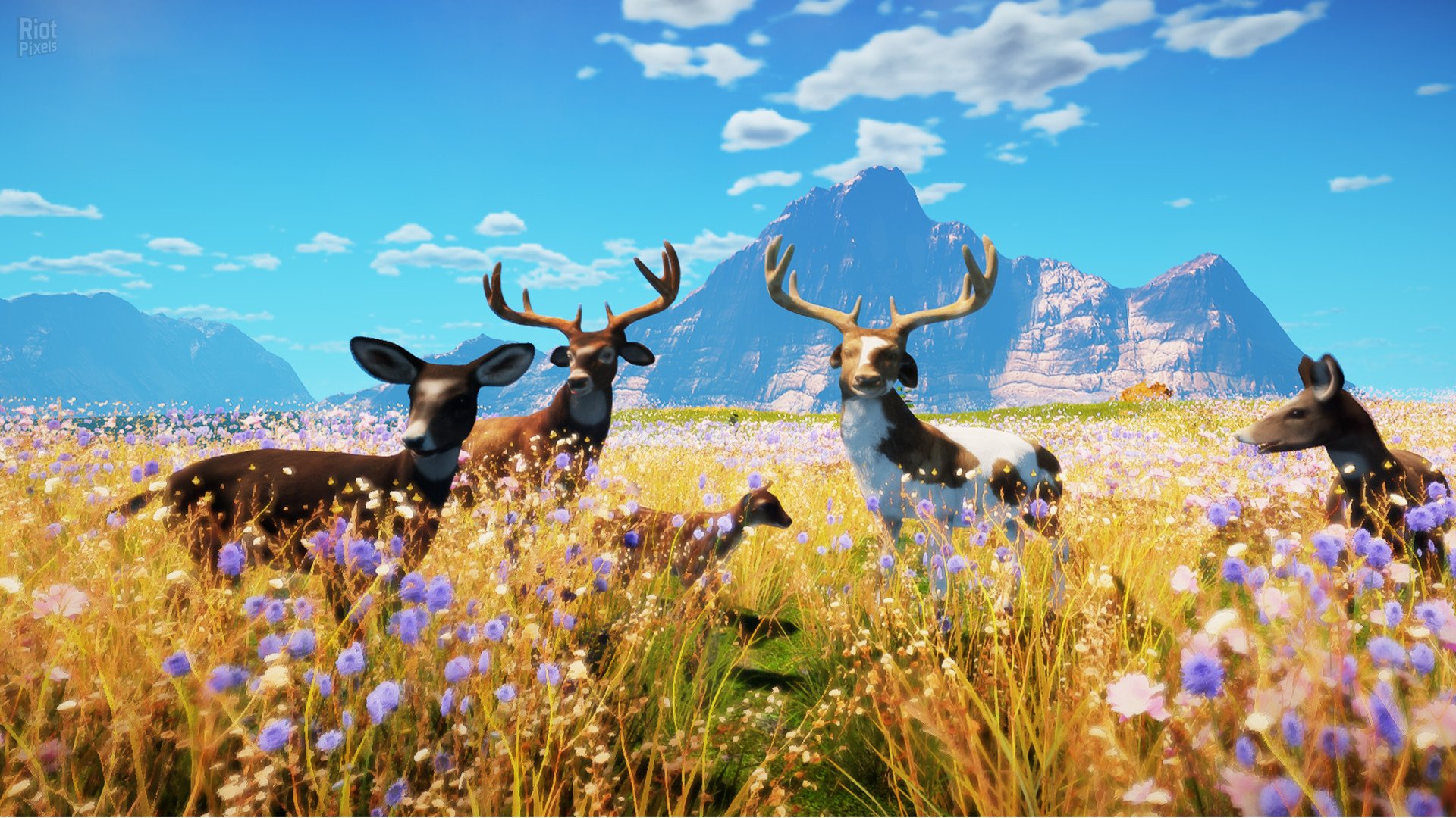 [7]-Animallica Download