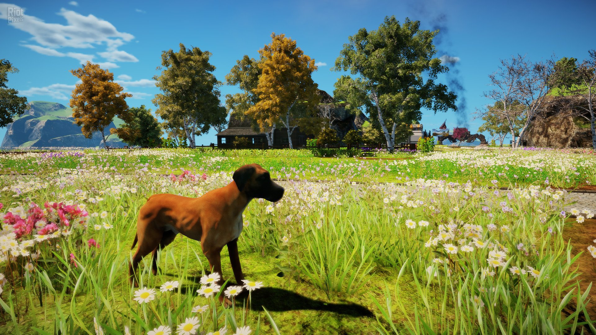 [5]-Animallica Download