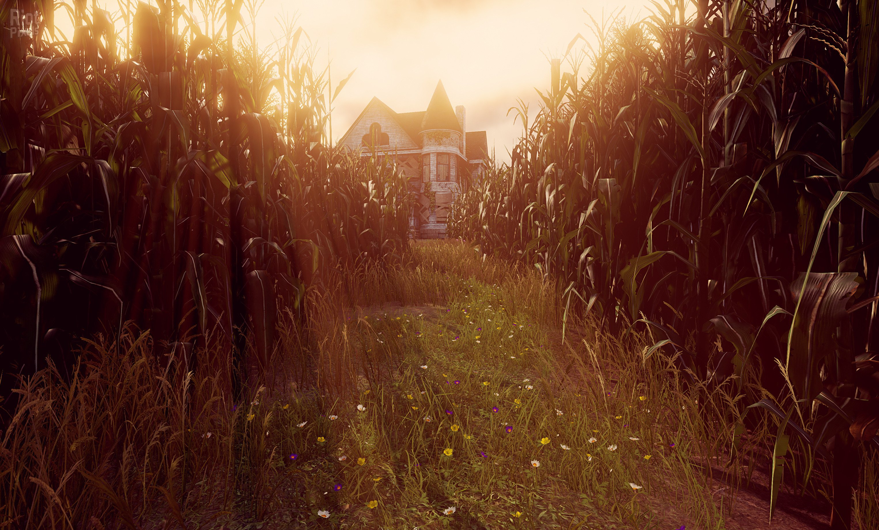 [13]-Maize Download
