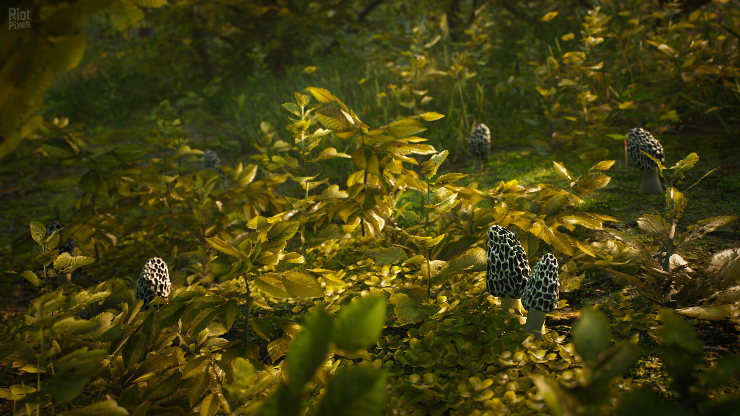 [15]-Morels: The Hunt Download