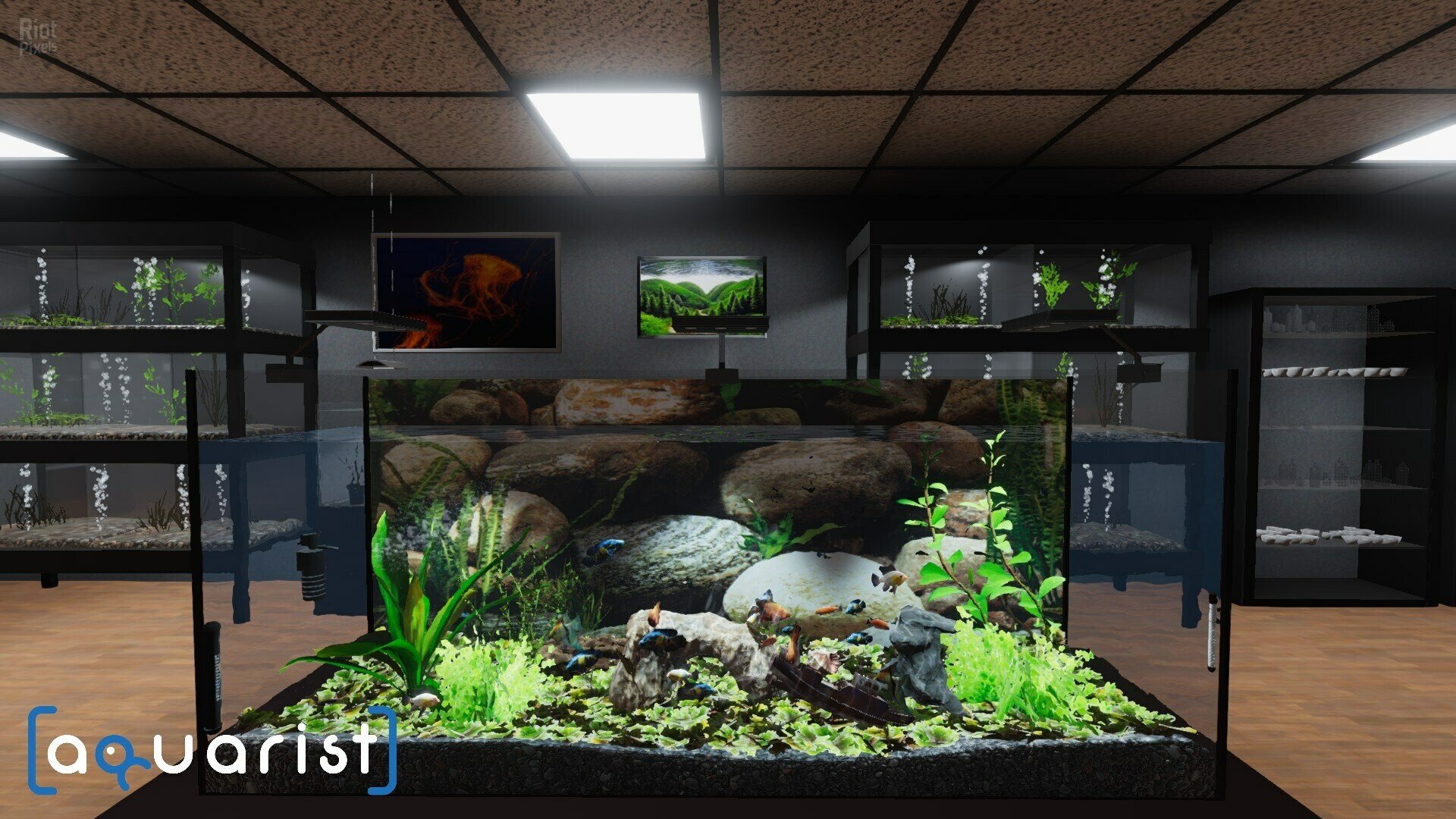 [9]-Aquarist: Full Experience Bundle – Build 19940524 + 4 DLCs Download