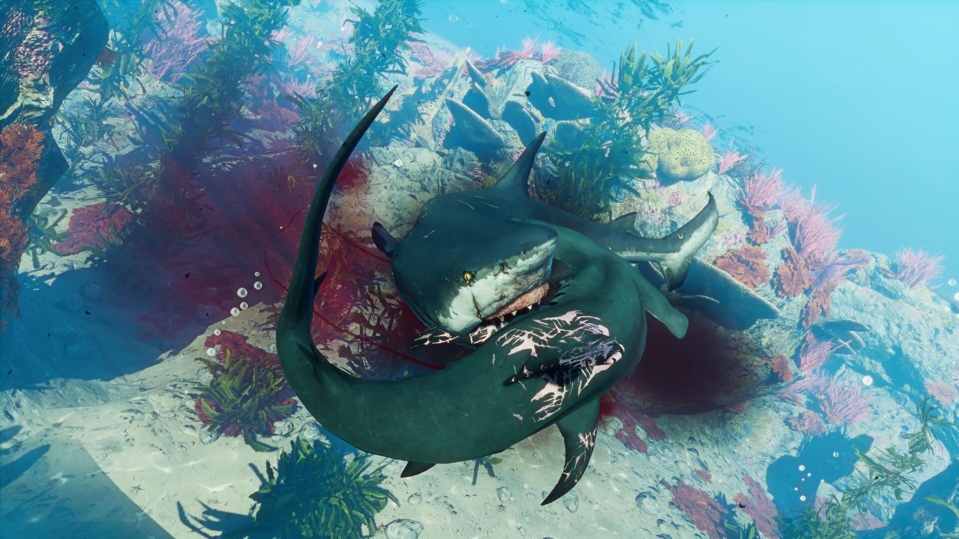 图片[9]-Maneater: Apex Edition, v431513 (DRM-free) + Truth Quest DLC-HohohoGames